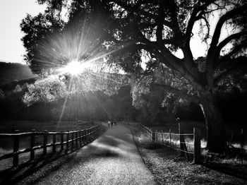 Footpath passing through forest