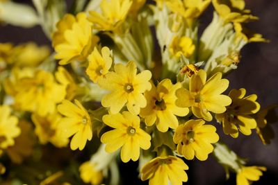 Close-up of yellow flowering plant