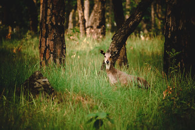 Deer in a forest