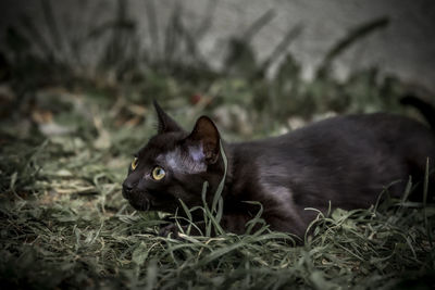 Black cat in a field