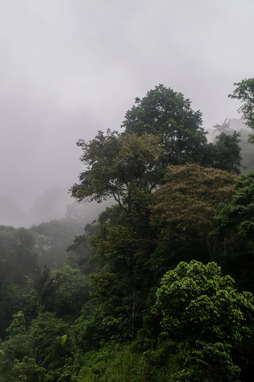 LOW ANGLE VIEW OF TREE BY PLANTS AGAINST SKY