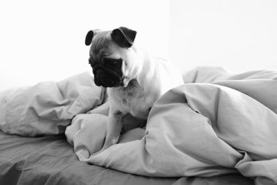 Dog looking away while sitting on bed at home