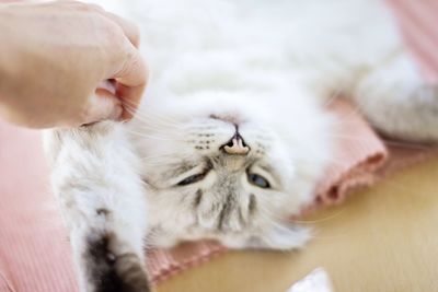 Close-up of cat looking away