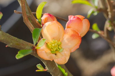 Close-up of flowering plant