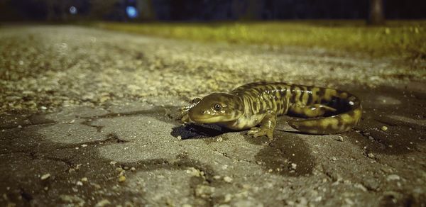 Close-up of dead fish on land