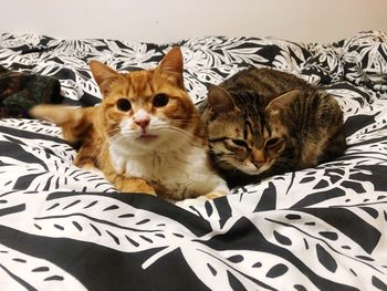 Portrait of cat lying on bed