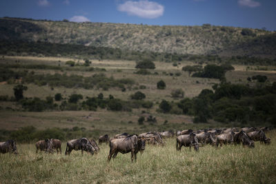 Flock of sheep in a field