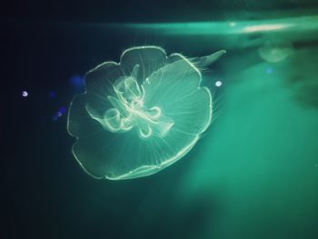 Close-up of jellyfish in aquarium