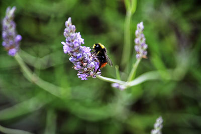 Close-up of bee pollinating on purple flower