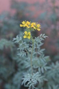 Close-up of yellow flowers