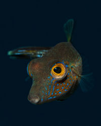 Close-up of fish swimming in aquarium