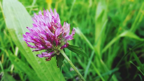 Close-up of pink flowering plant