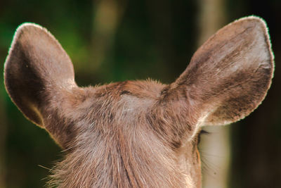 Close-up of a horse