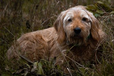 Portrait of dog on field