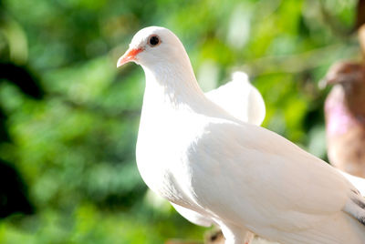 The dove was staring at the scenery