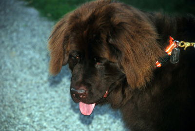 Close-up of dog sticking out tongue