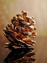 Close-up of pinecone