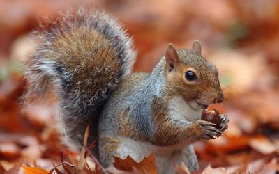 Having a little nuts for breakfast. 