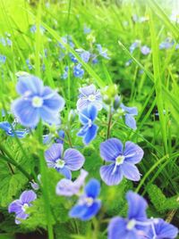 Close-up of purple flowers blooming in field