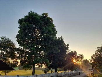 Trees in park against clear sky