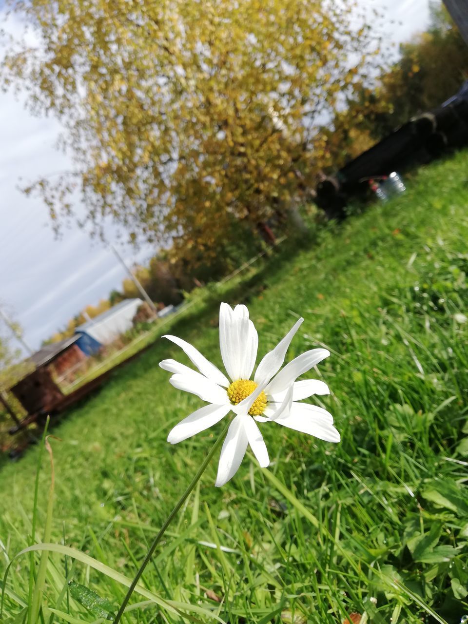 CLOSE-UP OF WHITE FLOWER ON FIELD