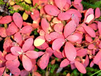 Close-up of pink hydrangea flowers
