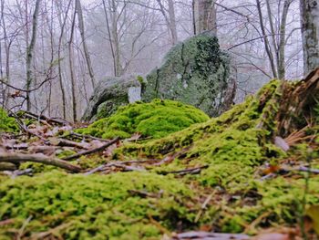 Trees in forest