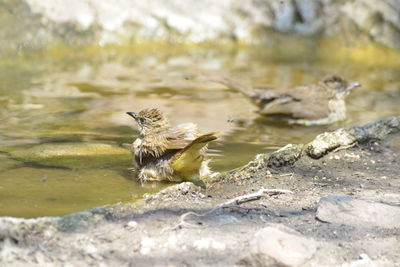Bird flying over rock