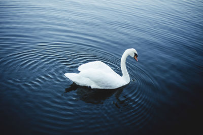 Swan swimming in lake