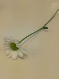 Close-up of flower over white background