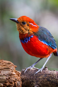 Close-up of bird perching on a tree