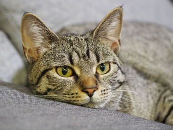 Close-up portrait of cat lying on bed