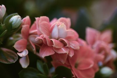 Close-up of pink flowers on plant