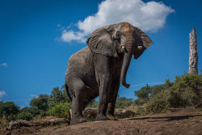Low angle view of elephant on field against blue sky during sunny day