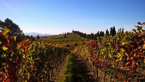 Vineyard against clear sky