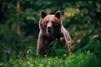 Portrait of bear in forest