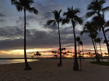 Palm trees on beach