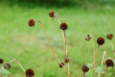 Close-up of wilted flowers against blurred background