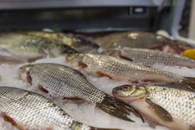 Close-up of fish for sale in market