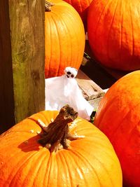 Close-up of pumpkin on pumpkins during halloween