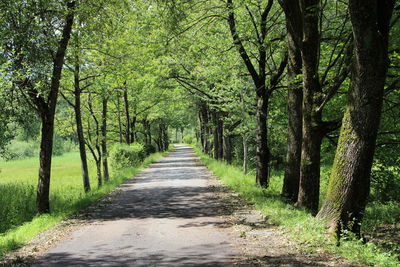 Road amidst trees in forest