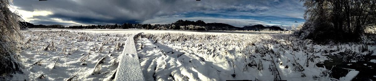 Panoramic view of trees on snow field against sky