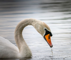 Close-up of swan in lake