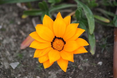 Close-up of orange flower blooming on field