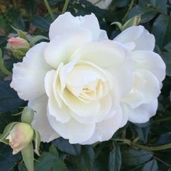 Close-up of white rose flower