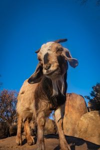 Low angle view of an animal against blue sky