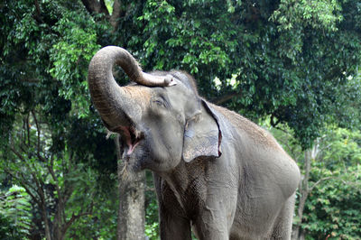 Elephant standing in a tree