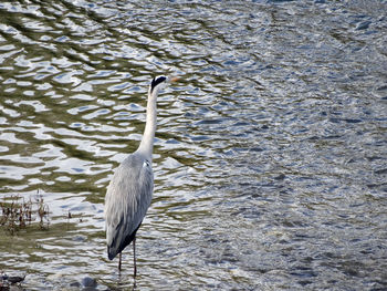 Close-up of swan in lake