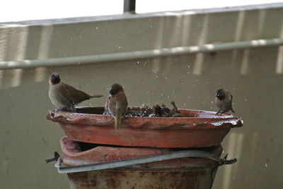 View of birds perching on metal