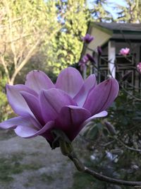 Close-up of pink flowering plant